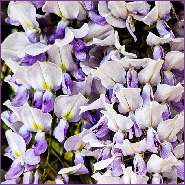 A closeup of a cluster of wisteria flowers showing the dark lavender keels grading into the lighter lavender wings and white of the banner petals. There are yellow splotches at the base of the banner. The overall effect is an abstraction of shades of lavender and white.