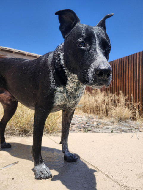 a wet dog stands majestically, poolside