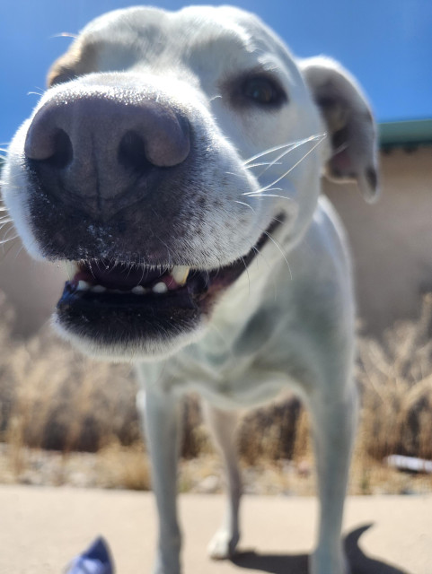 a dry dog stands adorably, coming in for a boop, poolside