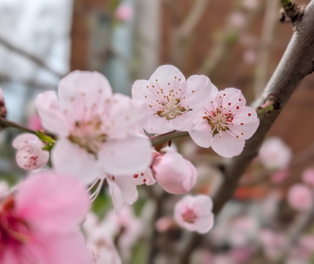 Close-up of delicate pale pink blossoms and unopened buds on a tree branch, with a shallow depth of field that keeps a few flowers in sharp focus while the foreground and background blur softly.