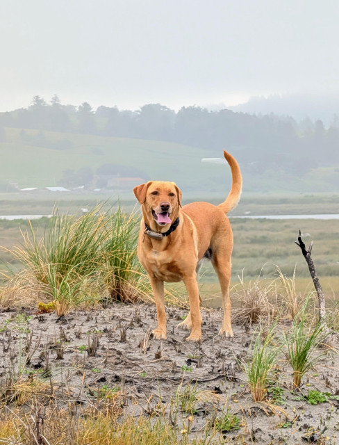 Golden lab is standing on top of a sand dune. 