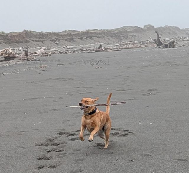 Golden lab is running on a sandy beach with a stick in her mouth.