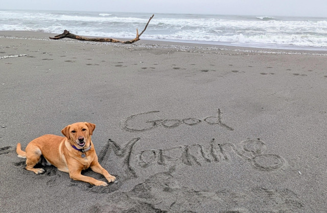 Golden lab is lying on the beach with the words Good Morning written in the sand. 