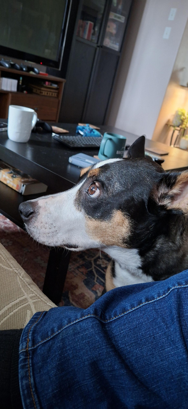 Luna is a black, brown, and white medium sized dog.

Breed is keta/bull terrior.

She is staring at us for food.