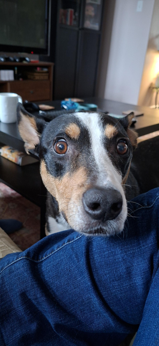Luna is a black, brown, and white medium sized dog.

Breed is keta/bull terrior.

She is staring at us for food.