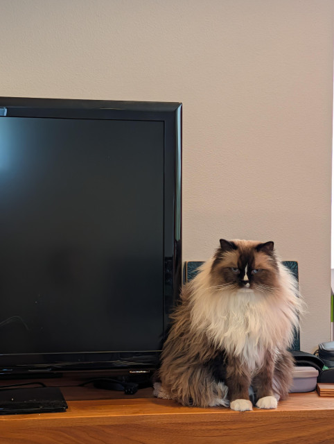 My extremely fluffy cat Biscuit looking very unimpressed beside the TV
