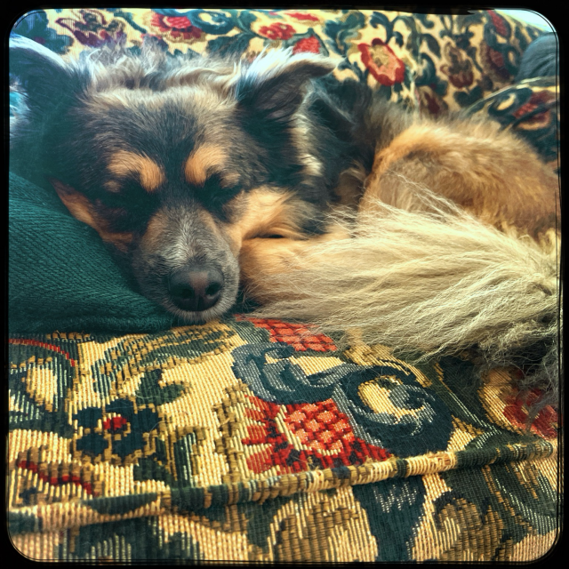 A small dog curled up like a sleeping fox and sleeping in a couch. 