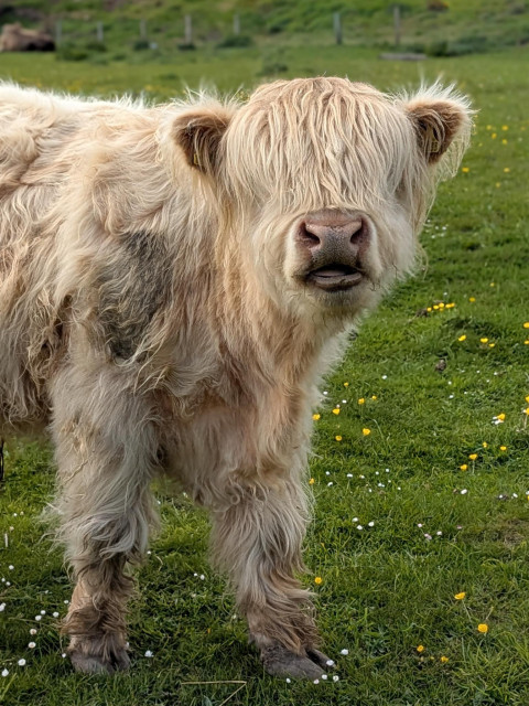 Colour photograph of a young, pale cream coloured highland cow in a grassy field. It is looking at the viewer, but its eyes are covered by its long coat. 