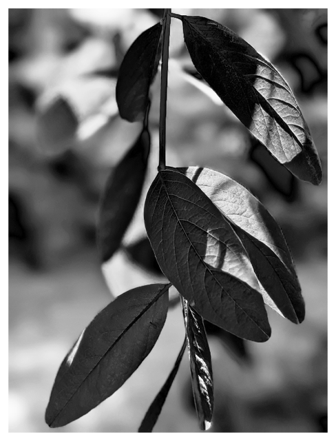 a close-up black and white photo of a leafy branch with seven elongated, ovoid eaves. sunlight creates distinct shadows and highlights, emphasizing the veins and texture on the leaves. the background is blurred,