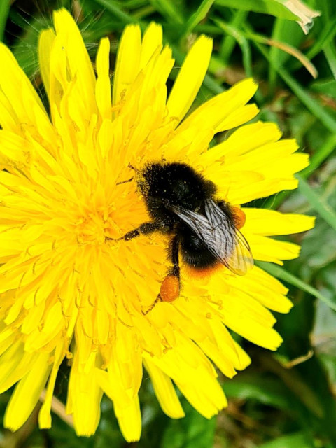 A worker red-tailed bumblebee on a dandelion flower.