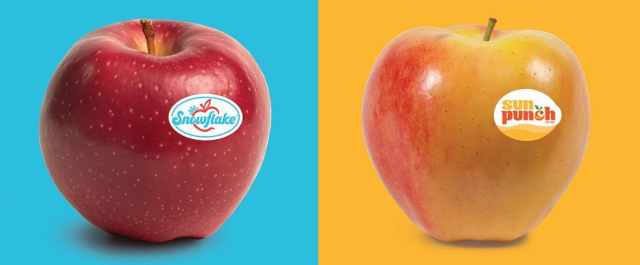 Side-by-side product image of two apples. On the left, a red apple with a “Snowflake” sticker sits against a bright turquoise background. On the right, a yellow-red apple with a “sun punch” sticker sits against a bright yellow background.
