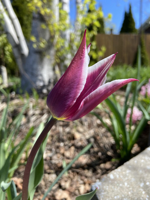 A single dark pink tulip with long pointy petals, white on the edges, in front of a white birch tree with bright green new leaves, dark green grass, brown fence, and blue sky. 