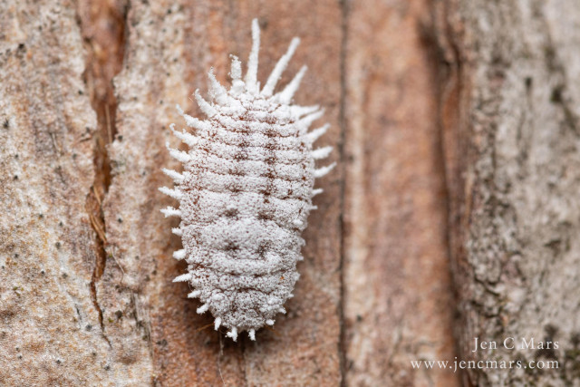 Closeup photo of a female mealybug on a tree. The mealybug is roughly oval shaped and has many segments each with small pointy appendages sticking out along the edge. There are no eyes or mouth visible, it's hard to even say which end is which. It's covered in what looks like white powder. The males are small and winged and look very different from the females.