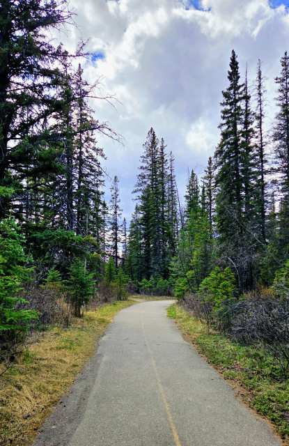 Photo shows a paved, multi-use pathway winding through a coniferous forest at Griffith Woods Park in Calgary Alberta on a comfortable Spring afternoon. 