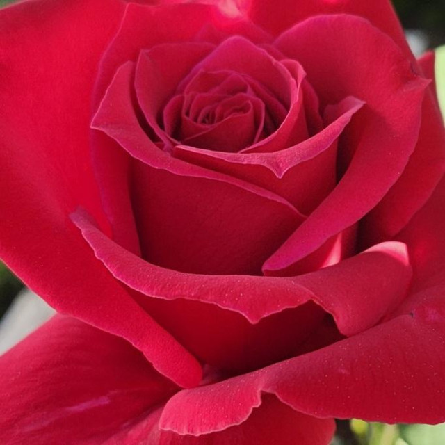 A red rose with outer petals unfurling while the central petals remained coiled into the perfect form of a rise blossom.