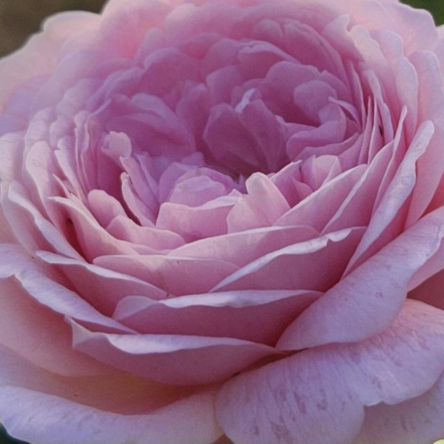 A pale pink rose blossom with petals almost completely unfurled. This one smells as good as it looks. 