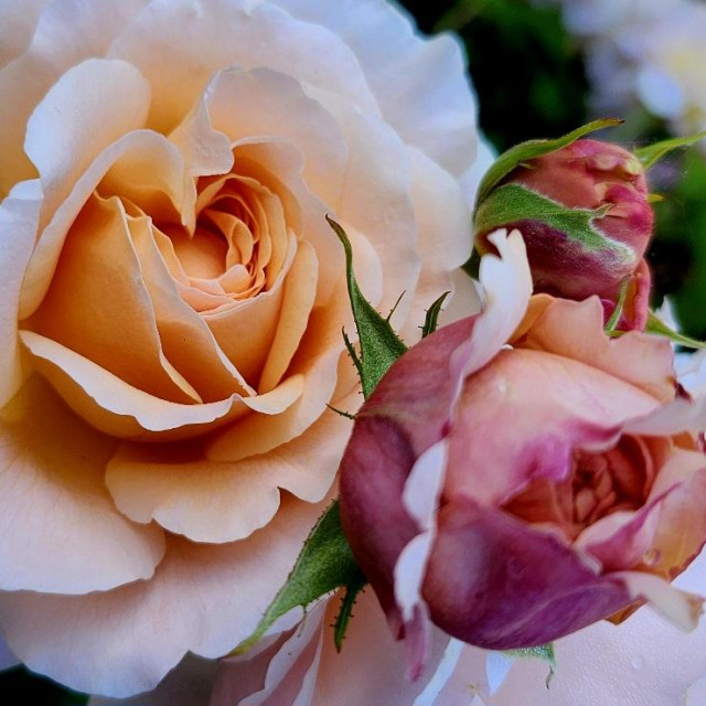 An apricot colored rose blossom along with two flower buds. The outer petals of the open blossom are pale almost white at the tips while the central petals which remain coiled are a vibrant orangy salmon color.