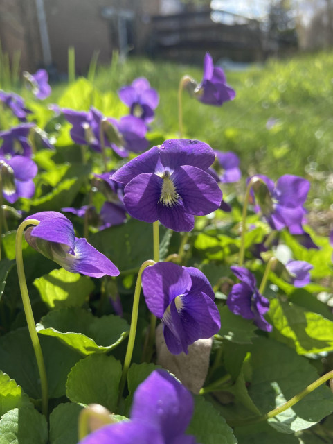 Ground level view of vibrant purple violets backlit by the sun, with their bright green leaves. They have white fuzzy throats