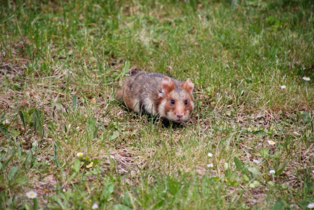 Ein kleiner Feldhamster auf einer Wiese, er schaut gerade zur Kamera.