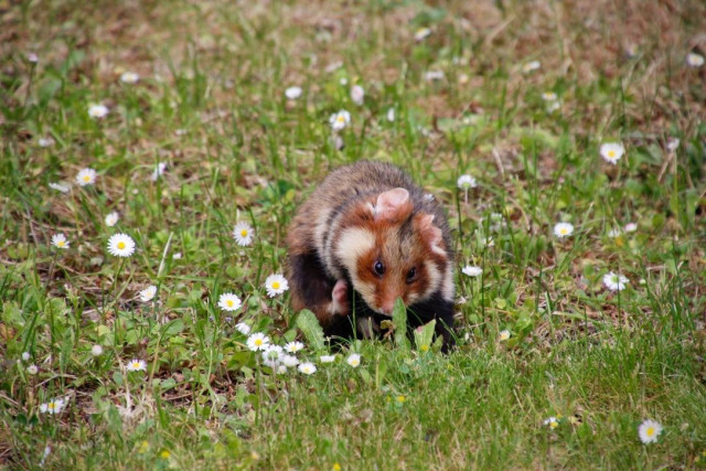 Der Hamster putzt sich die Pfoten inmitten von blühenden Gänseblümchen.
