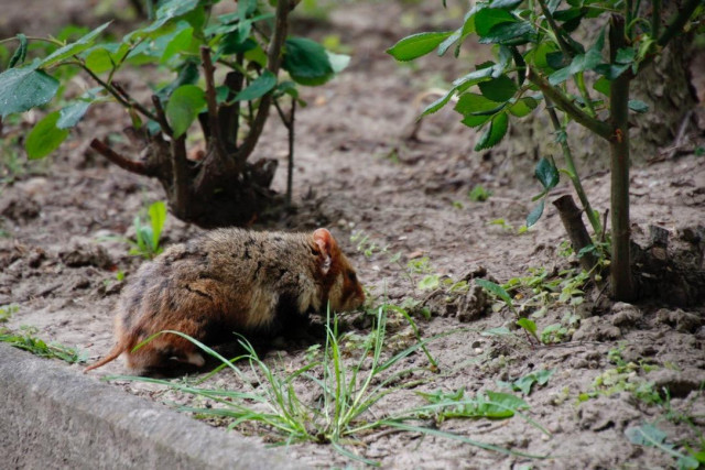 Der Hamster ist weiter zu zwei Rosenstöcken getrappelt und sitzt dort auf der Erde.