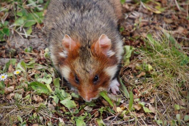 Der Hamster von oben, man sieht gut die zarten Öhrchen.