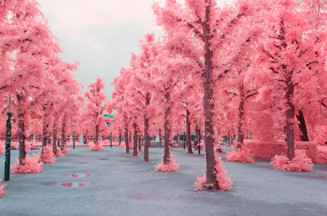 a photo down an array of thin trees with thick branches and low foliage. all leaves are bright pink, surreal pink. the sky is grey with hints of turquoise. it is a surreal photo
