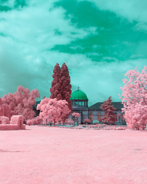 a photo down a lawn towards an old domed building. infront of the building a huge cypress towers said building. it has a huge green copper dome with a round galley of windows beneath. infront of the building a bunch of trees try to reach the cypress. all trees have pink foliage with different hues and luminosity of pink. the sky is lightly clouded and turquoise 