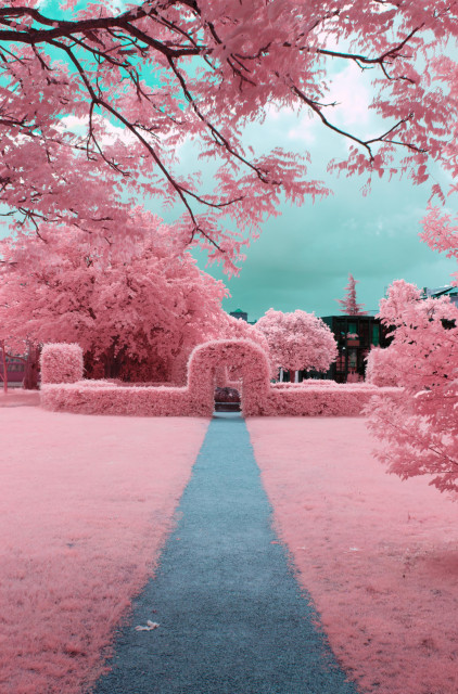 a photo down a concrete path, towards an arched plant gate. the path is deep grey, the image is atop cut by a tree branch entering the photo. the lawn to the paths sides as well as all other foliage is bright, surreal pink