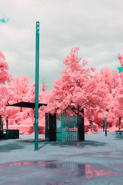 a photo of some form of entryway or elevator towards an underground structure. it is surrounded by trees and the ground is filled by rubble. all leaves are bright pink, while the rest of the photo almost looks normal coloured 