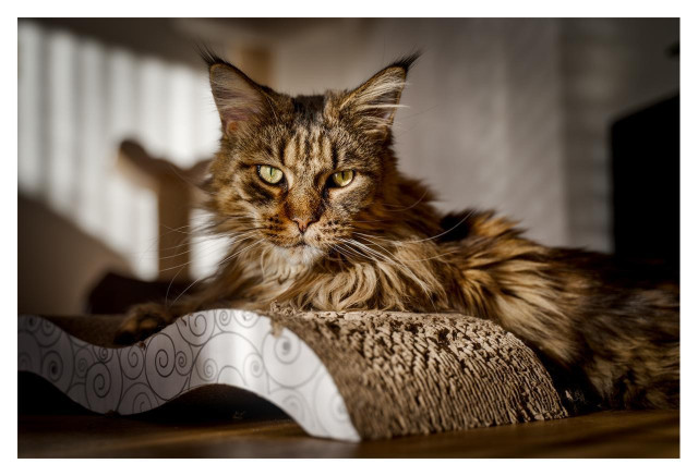 A close-up photograph of a beautiful, long-haired tabby cat lying on a cardboard cat scratcher. The cat, a Maine Coon, has a rich brown and black striped coat with lighter beige and cream fur on its chest and around its face. Its fur looks thick, soft, and slightly tousled. The cat is positioned in the center of the frame, looking directly forward toward the viewer with striking, bright greenish-yellow eyes that have a focused, slightly intense expression. Its large, pointed ears are upright and have visible tufts of fur at the tips. Long white whiskers extend from its muzzle.The cat is resting its body on a brown corrugated cardboard scratcher. The scratcher has a wavy, curved shape — one visible side is covered in white paper with a black swirl pattern. The cat’s front paws are relaxed, with one paw draped over the edge of the scratcher. The background is softly blurred, showing an indoor setting with warm natural light coming from the left side, suggesting a window with curtains. The overall mood of the photo is cozy and intimate, with beautiful lighting that highlights the cat’s fur texture.