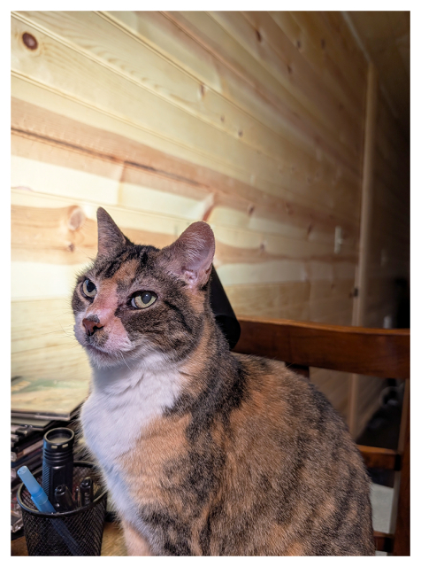 a calico cat with green eyes and white markings sits on the corner of a wooden desk and looks up slightly. next to her is a desktop pen holder and a stack of CDs and DVDs. the background is the back of a wood chair, paneled walls and a doorway to the dark bedroom.