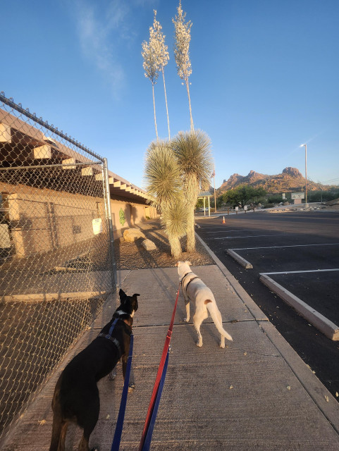 two dogs gaze in wonder at a yucca tree that has put up its blossoms on three very long stalks, shooting maybe 12 feet into the air, and at least 6 feet above the top of the yucca leaves.