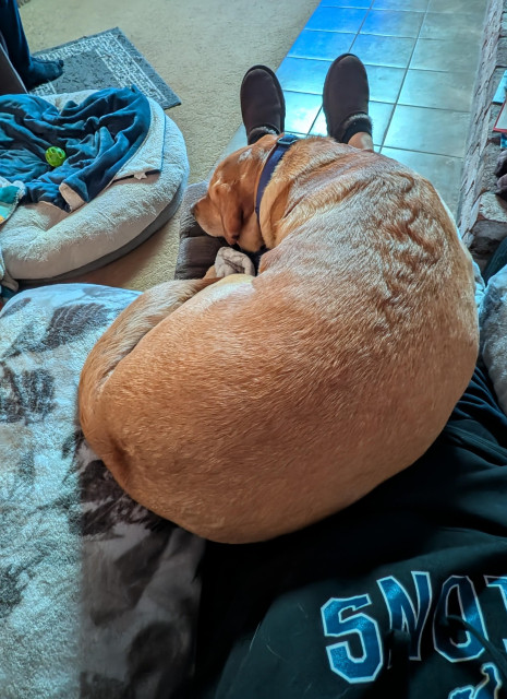 Golden lab is curled up on a grandma lap as we share the recliner. Her round bed is on the floor.