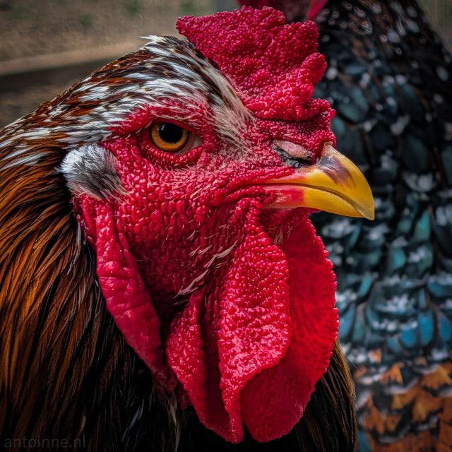 A close-up profile of a grumpy rooster, showcasing its vibrant colors and intricate textures.

He has a prominent, bright red pea comb and large, textured red wattles. It possesses a sharp, downward-curving yellow beak with a darker tip. Its eye is a striking amber-orange with a clear, dark pupil, surrounded by red, featherless skin.