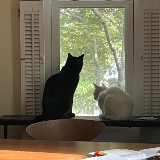 a black cat and a white cat look out a window together