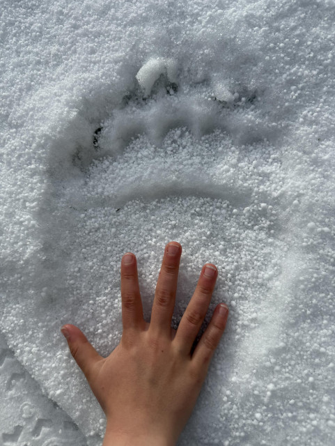 My wifes hand shown on top of a grizzly bear paw print in fresh snow.  Her hand is less than half the size of the bear print.