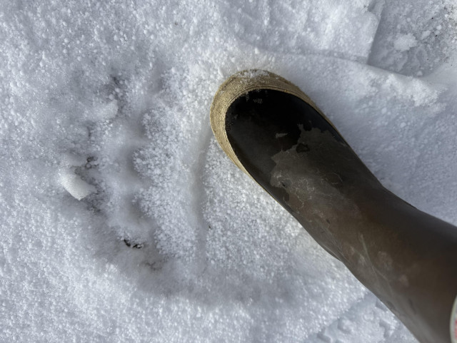My wife's brown Extra-Tuf rubber boot next to a large grizzly bear print in the fresh snow.
