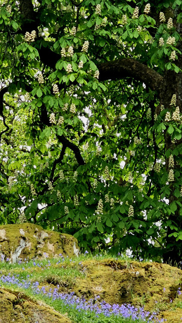 A blossoming horse chestnut tree, with moss-covered rocks and bluebells at its foot.