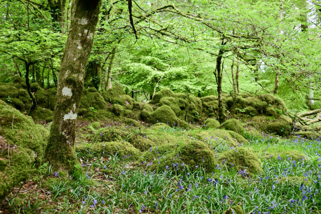 Mossy rocks and bluebells in a woodland