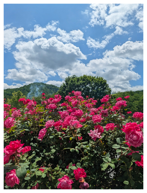 a large bush with light pink roses bloom in the foreground, with lush green trees and a distant hill behind them. Above, a partly cloudy blue sky fills the background. a small plume of smoke is visible in the mid-distance.