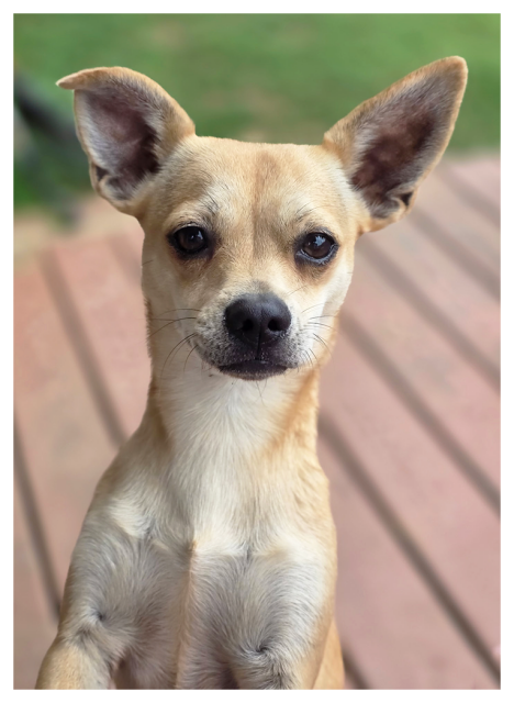 close-up of a small tan Chihuahua with large, upright ears with front paws on the the unseen photographer's knee while seated, making eye contact. The background is a redwood-style deck with green lawn in the distance.