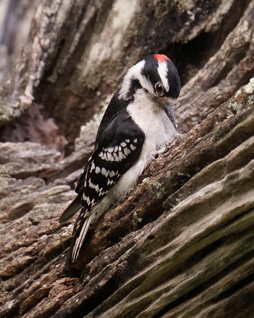 A male Downy Woodpecker pecking away (in profile) on a dried log with deep grooves etched into it.