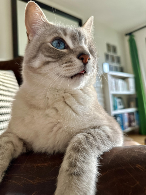Doots, a one-eyed Lynx Point Siamese cat, lounging sideways on a brown leather wingback chair with his front paws draped over the arm of the chair. His tongue is sticking out slightly in a tiny blep. 