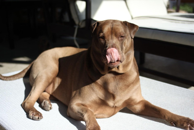 odin, a brown shar pei / lab, lying on a grey pet cot. his brown coat is shining in the sunlight. he is looking directly at the camera, with ears at attention squinting a little from the sun. his tongue is mid lick covering his whole nose