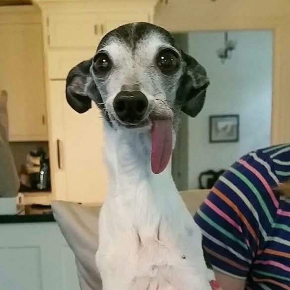 A mostly white whippet with grey merle blotches over both ears and the crown of the head looks straight at the camera. He appears to have 'borrowed' a tongue from a much larger dog. This hangs from the left side of his jaw half way to his shoulders.