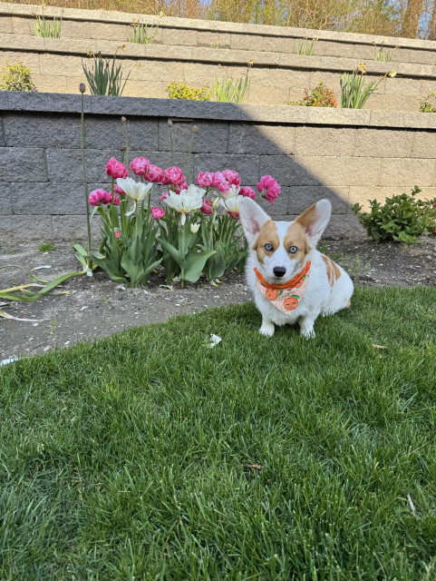 Red & white Pembroke Welsh corgi wearing a bandanna with a pattern of small oranges (clementines) on it; she sits on a lawn in front of a clump of pink & white tulips; her wide, blue eyes stare directly at the camera; the late afternoon sun casts a shadow across the retaining walls in the background 