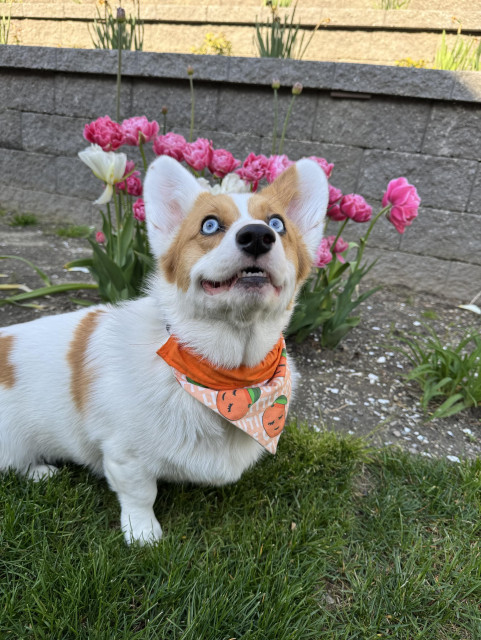 The same corgi sitting in front of another clump of tulips; her sparkling eyes look up to her mom who is out of frame above the the camera; her lower teeth are visible & she seems to be smiling 