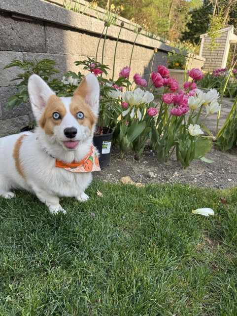 Red & white Pembroke Welsh corgi wearing a bandanna with a pattern of small oranges (clementines) sits on a lawn in front of a cluster of tulips of pink & white varieties; her blue eyes are focused just above the camera & her tongue hangs forward out her just-open mouth (a blep)