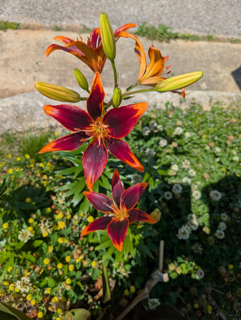 Asiatic lily